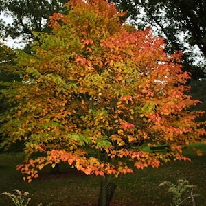 Japanese Red Maple Acer capillipes - Compact Shade Tree Red Snakebark Maple Tree RARE Maple Species