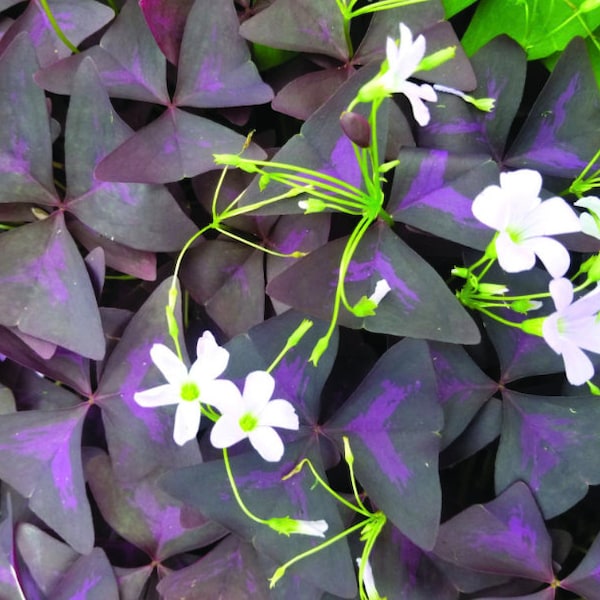 Oxalis Triangularis purpurea oxalis rhizomes Oxalis bulbs oxalis triangularis ebony allure Shamrock Bulbs