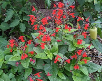 Organic Red Salvia Sage / Salvia coccinea /Tropical Sage / attract birds and butterflies, deer resistant, great for Xeriscape gardens