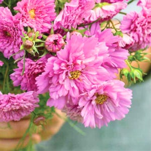 20 Cosmos - Double Click Rose | Unique Ruffled Cosmos Seeds | Pollinator-Friendly | Easy-to-Grow Annual | Cut Flower Garden
