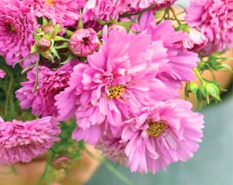 20 Double Click Rose Cosmos Seeds – Ruffled Pink Flowers, Pollinator-Friendly