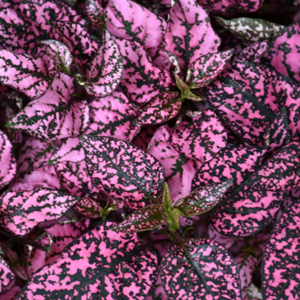 Polka Dot Houseplant Seeds Pink Splash Hypoestes Spotted Leaf Plant Non GMO Plants Easy to Grow freckle face plant