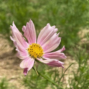 25 Apricot Lemonade Cosmos Seeds, Easy to Grow Wildflowers - NEW!!