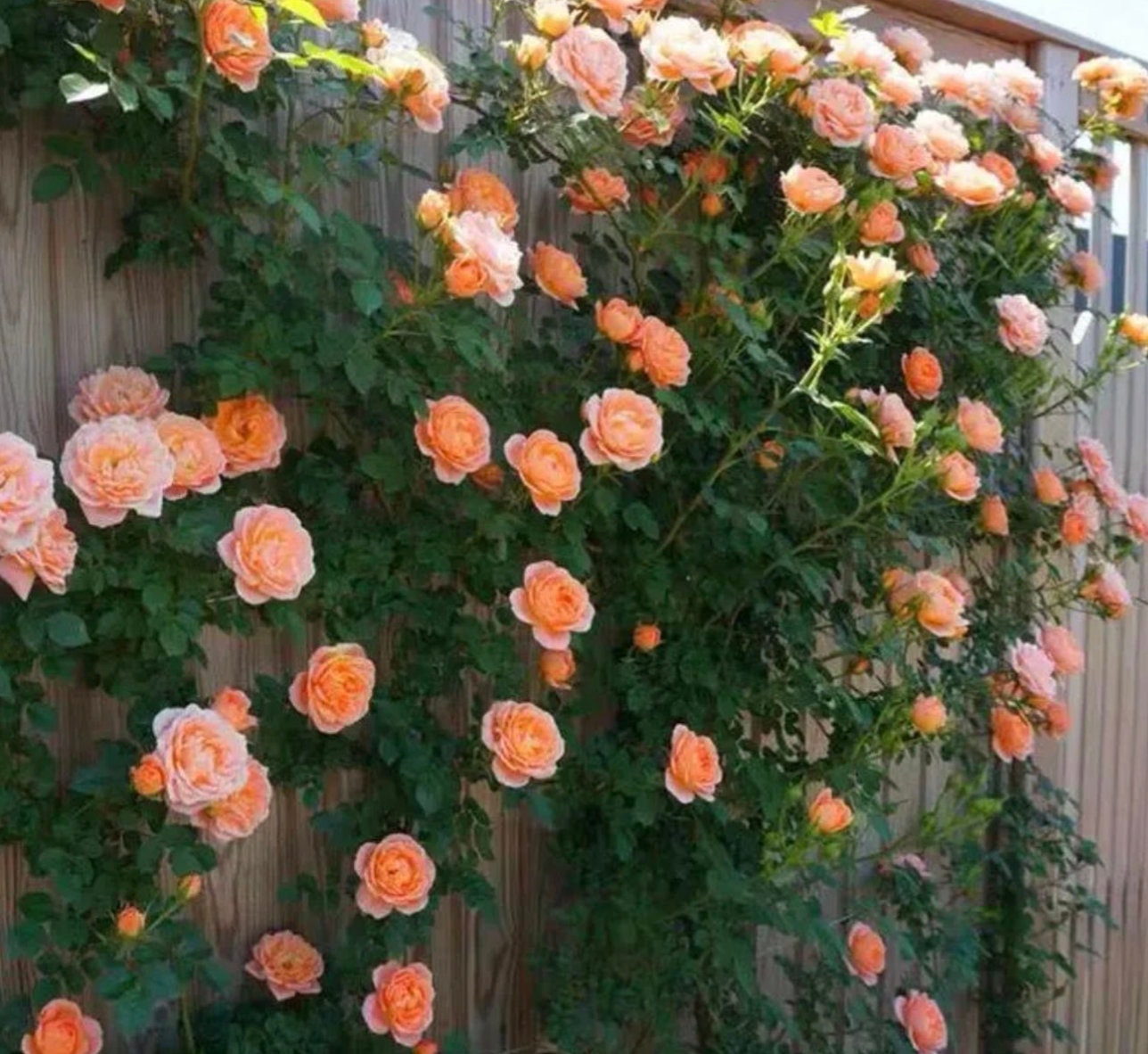 20 Orange Climbing Rose Seeds Climbing Roses Peach Rose