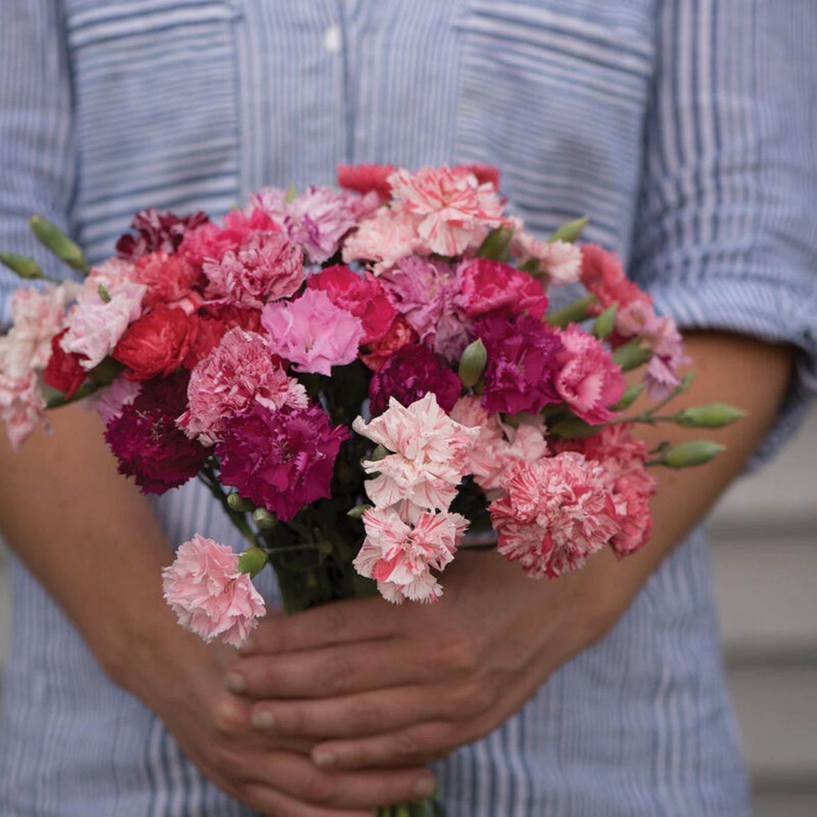 Carnation Seeds “chabaud Mix’ Long Stemmed Carnations for Cut Flowers ...
