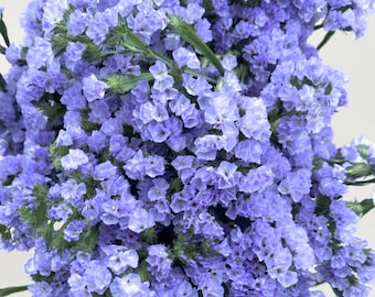 May include: A bunch of light blue statice flowers. The flowers are small and clustered together, creating a dense, fluffy texture.