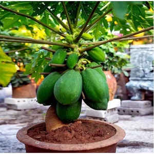 20 Organic Papaya Seeds – Carica papaya for Compact Tropical Fruit Trees | High Germination, Large Fruit