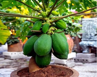 May include: A papaya tree in a brown pot, laden with green, unripe papayas. The tree has multiple branches with green leaves and is set against a blurred background of other plants and pots. The pot is filled with dark brown soil.