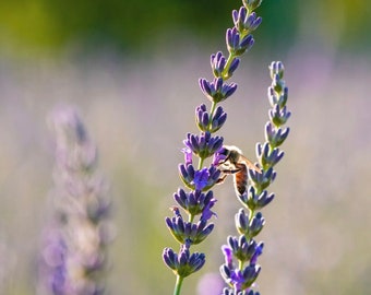 Portuguese Spike Lavender Seeds ORGANIC Lavendula latifolia
