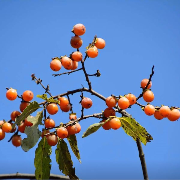 10 Organic Italian Persimmon Tree Seeds DATE PLUM 'Diospyros lotus' Eat Fresh and Dried Fruit - SO delicious!