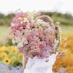 May include: A person holding a large bouquet of pink, white, and yellow flowers. The flowers are in full bloom and have a delicate, feathery texture.