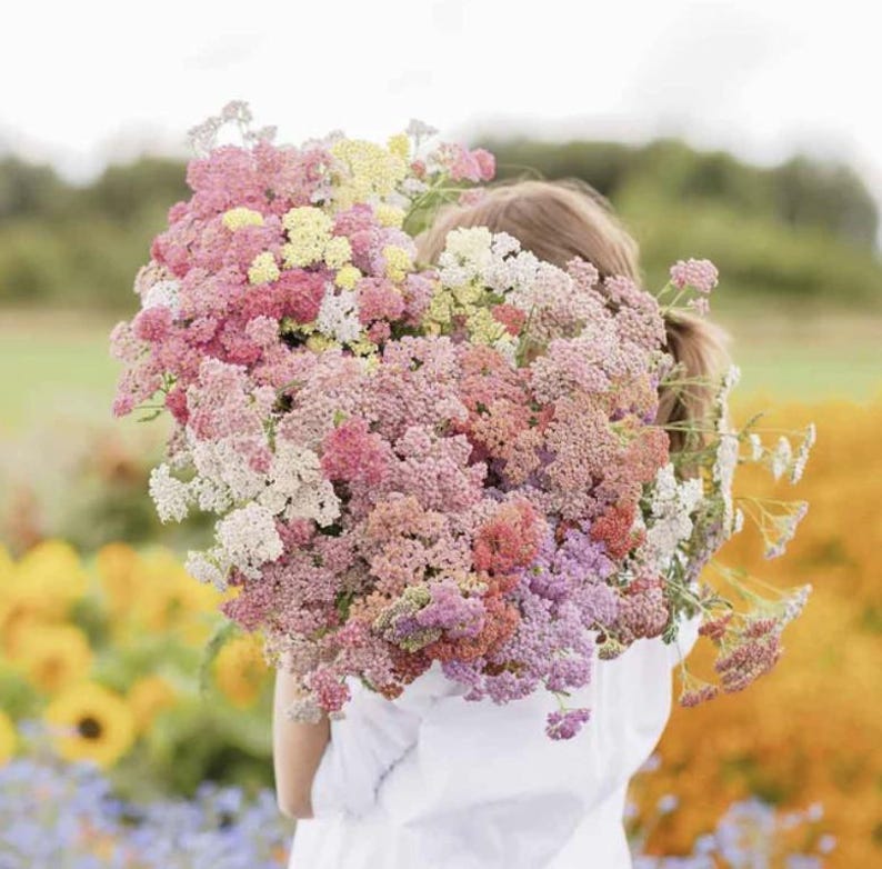 May include: A person holding a large bouquet of pink, white, and yellow flowers. The flowers are in full bloom and have a delicate, feathery texture.