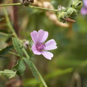 Marshmallow Seed Plant Herb Seeds - Althaea officinalis Non GMO Perennial Herb
