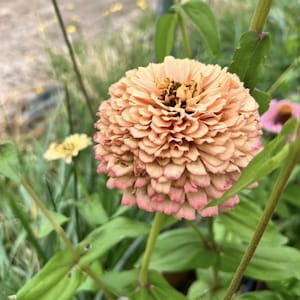 Pu&ograve; includere: Primo piano di un fiore di zinnia color pesca con una texture arricciata. Il fiore &egrave; in fiore e ha un centro giallo. Il fiore &egrave; circondato da foglie verdi.