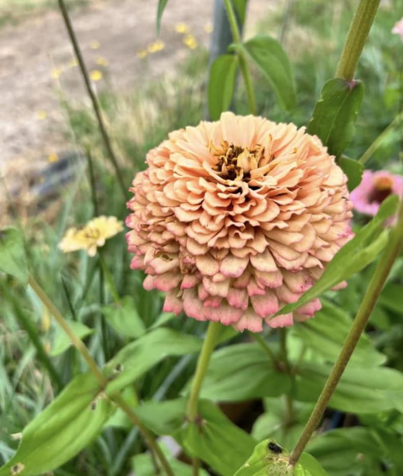 Pu&ograve; includere: Primo piano di un fiore di zinnia color pesca con una texture arricciata. Il fiore &egrave; in fiore e ha un centro giallo. Il fiore &egrave; circondato da foglie verdi.