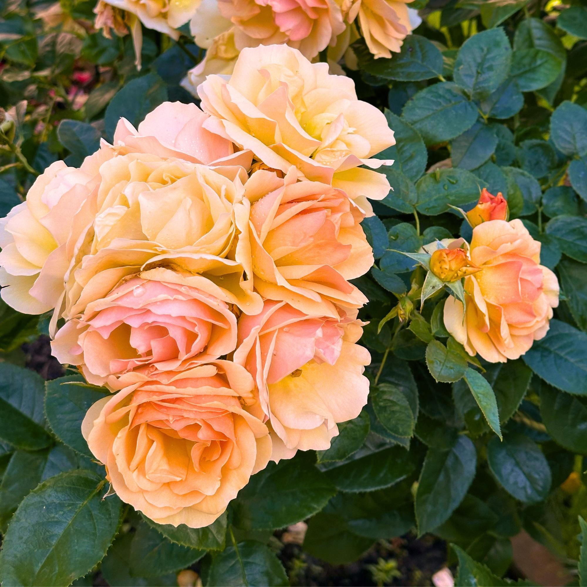 ピーチローズ 40 Climbing Roses, Peach Fragrant Rose Seeds, - Etsy