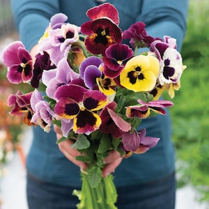 May include: A bouquet of colorful pansies in shades of purple, yellow, red, and white. The pansies have a dark center and are arranged in a bunch.