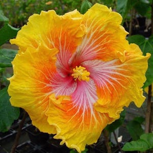 Graines Hibiscus tropical – Hibiscus rosa-sinensis | Plante à fleurs exotiques pour terrasse ou culture en intérieur | Grandes fleurs voyantes | Zones 9-11