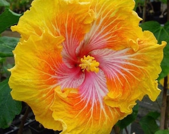 Semillas de hibisco tropical – Hibiscus rosa-sinensis / Planta exótica con flores para patio o interior / Flores grandes y vistosas / Zonas 9-11