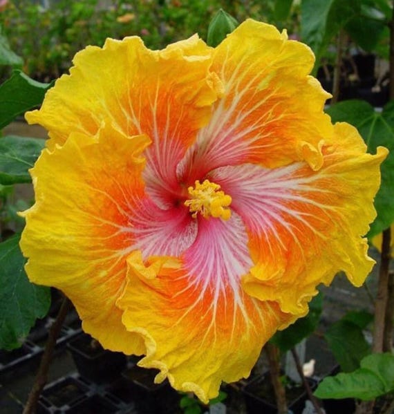 Tropical Hibiscus Seeds  Hibiscus Rosa-sinensis | Exotic Flowering Plant  for Patio or Indoor Growing | Large Showy Blooms | Zones 911 - Etsy