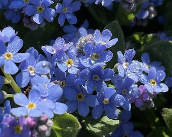 Forget Me Not Flower Seeds, Shade Tolerant Myosotis Alpestris