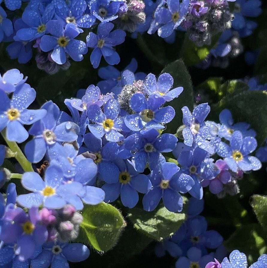 Krisベア Forget-me-not Forget-Me-Not Flower Essence - Myosotis alpestris – Alaskan