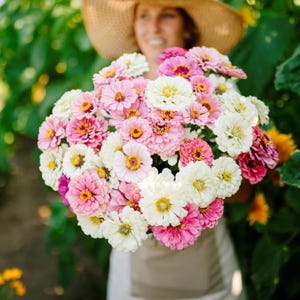 30 Zinnia Seeds – Fairy Garden Mix in White, Light Pink & Bright Pink | Heirloom Cut Flowers for Pollinator Gardens