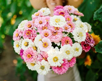 30 Zinnia Seeds Pink & White Mix