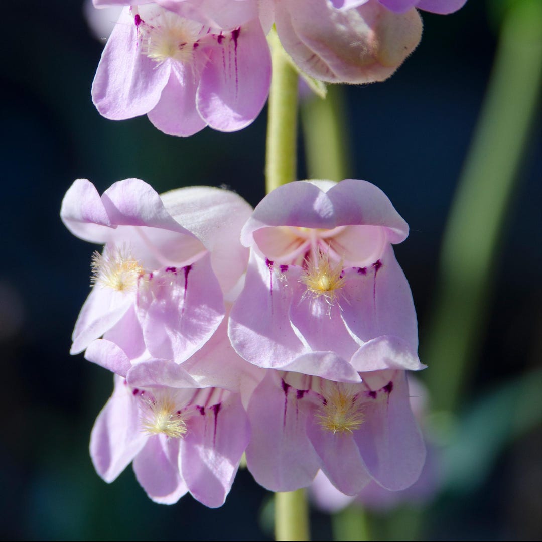 Penstemon Seeds - Palmers