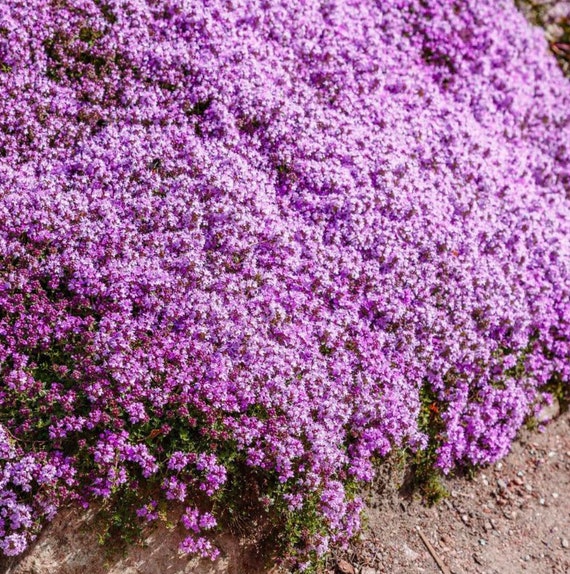 500 Organic Creeping Thyme Ground Cover Seeds, Deer and Rabbit Repellent Perennial