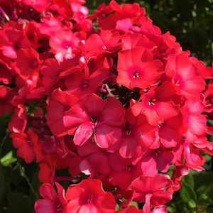 Phlox Seeds Scarlet Red Pollinator-Friendly Low Growing Wildflower Annual Cut Flower