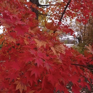Korean Maple Tree Seeds (Acer pseudosieboldianum) Purplebloom Maple / Cold Hardy Maple / Small Specialty Maple / LOW MAINTENANCE MAPLE Tree