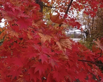 15 Korean Maple Tree Seeds (Acer pseudosieboldianum) Purplebloom Maple, Cold Hardy Maple, Small Specialty Maple