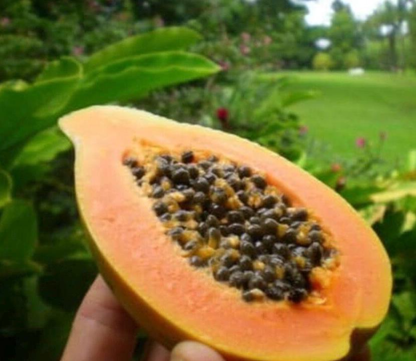 Papaya beneficios y contraindicaciones: propiedades y semillas Papaya beneficios y contraindicaciones: propiedades y semillas