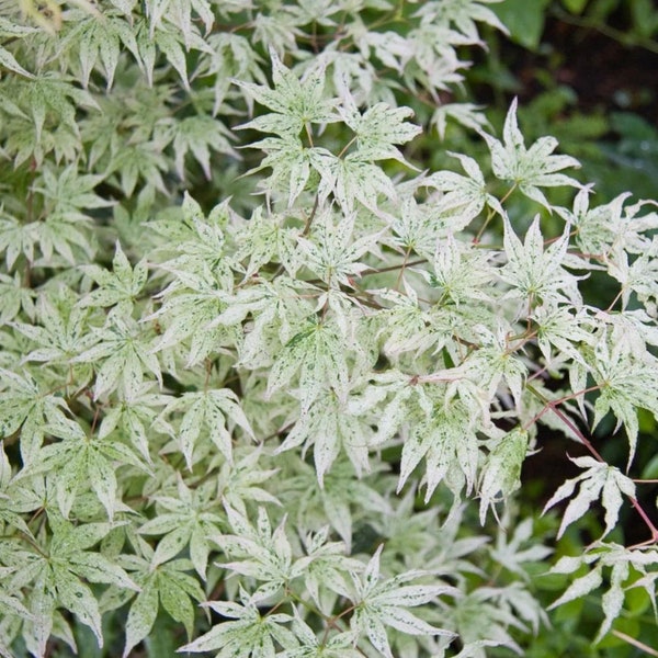 Ukigumo Japanese Maple Japanese Maple Bonsai - 10 Seeds