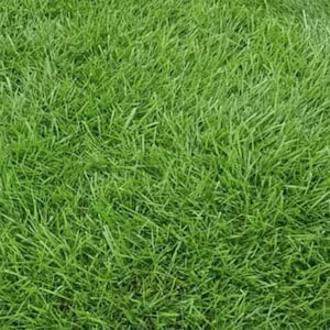 Tall Fescue Grass, Perennial Ryegrass, Kentucky Bluegrass SEED and FERTILIZER Lawn Seeds - EXCELLENT Disease Resistance