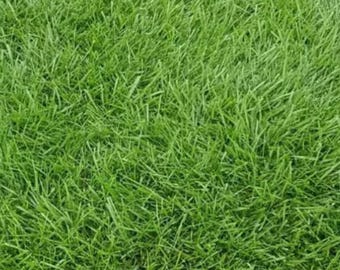 Tall Fescue Grass, Perennial Ryegrass, Kentucky Bluegrass SEED and FERTILIZER Lawn Seeds - EXCELLENT Disease Resistance