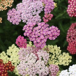 May include: A close-up of a variety of yarrow flowers in bloom. The flowers are in shades of pink, white, and red. The flowers are clustered together in a bouquet.