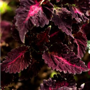 Black Dragon Coleus Seeds Landscape and Houseplant, EASY TO GROW Ground Cover Heirloom Seeds Coleus Black Dragon