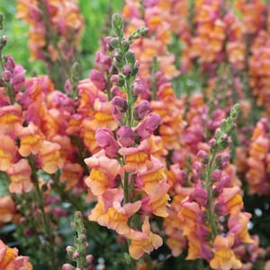 Snapdragon - Cannes Mix | Vibrant Snapdragon Seeds | Pollinator-Friendly | Long-Lasting Blooms | Easy-to-Grow