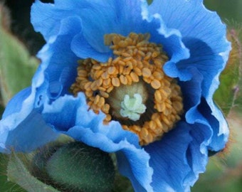 10 BLUE HIMALAYAN Poppy Tibetan Meconopsis Betonicifolia Seeds - RARE Poppies