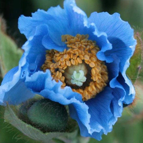 10 BLUE HIMALAYAN Poppy Tibetan Meconopsis Betonicifolia Seeds - RARE Poppies