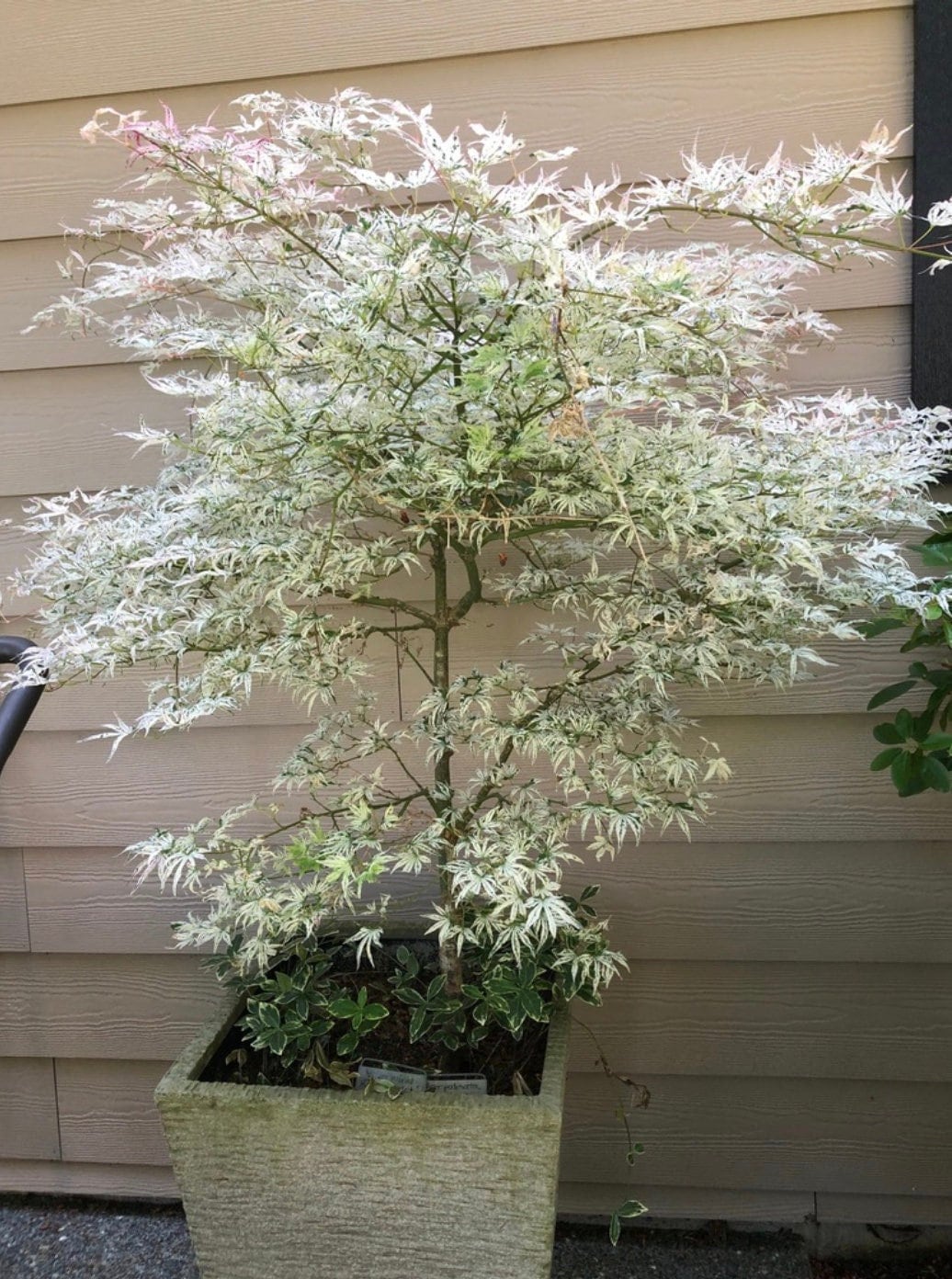 15 Ukigumo Japanese Maple Tree SEEDS Variegated Japanese Maple Acer