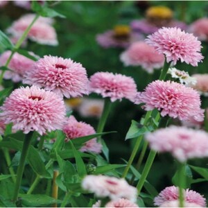Pode incluir: Um close-up de um grupo de flores de z&iacute;nia rosa com p&eacute;talas felpudas. As flores est&atilde;o em diferentes est&aacute;gios de flora&ccedil;&atilde;o, algumas est&atilde;o totalmente abertas e outras ainda em bot&atilde;o. As flores s&atilde;o cercadas por folhas verdes.