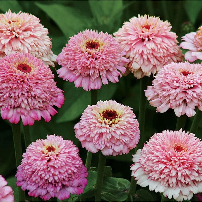 Pode incluir: Um grupo de flores de z&iacute;nia rosa e brancas com p&eacute;talas enrugadas. As flores est&atilde;o em diferentes est&aacute;gios de flora&ccedil;&atilde;o, algumas est&atilde;o totalmente abertas e outras ainda em bot&atilde;o.