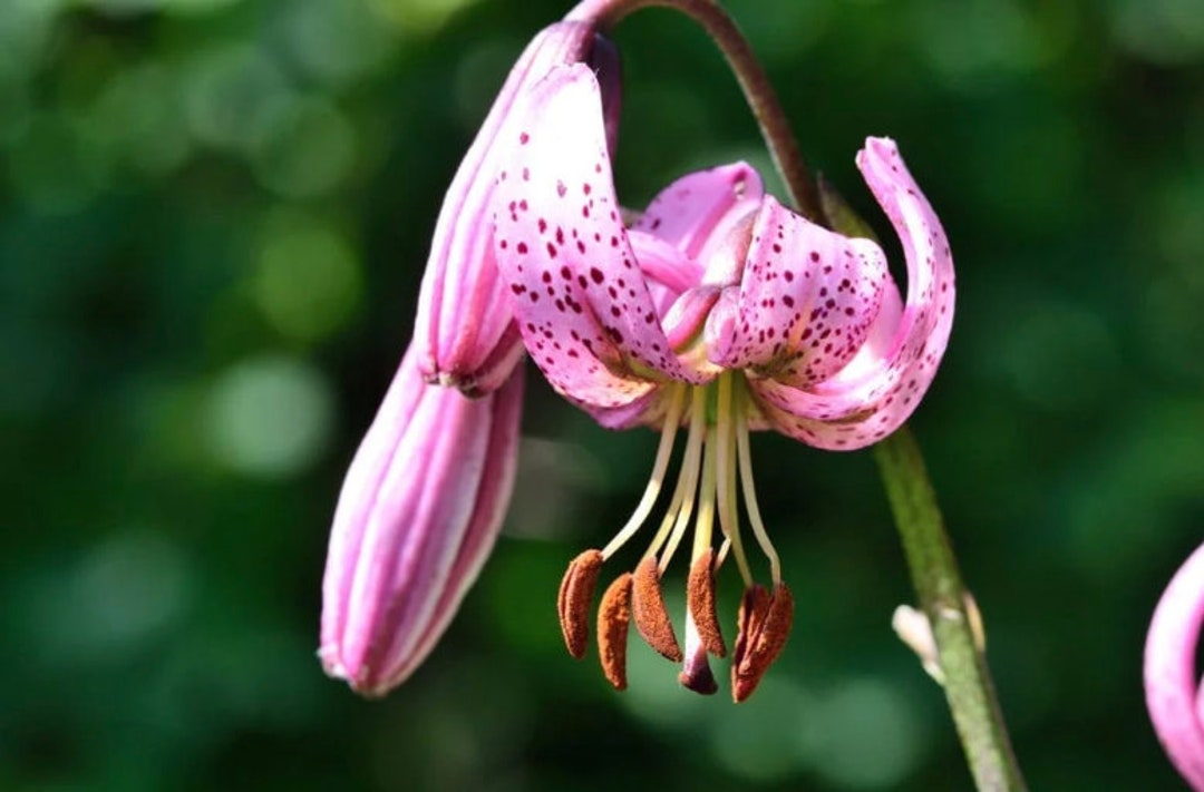 10 Pink Turks Cap Lily Seeds / Martagon Lily / Deer Resistant True Lily / Attract Pollinators