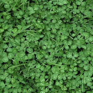 May include: A close-up image of a patch of green clover. The leaves are small and have three leaflets. The clover is growing in a dense patch.