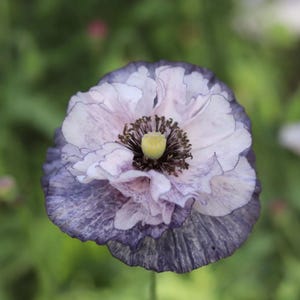 Shirley Poppy Seeds  - Mix Color Poppy Seeds - Heirloom Poppies MAGNIFICENT Double Petals