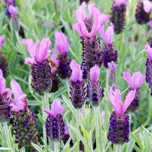 Organic Spanish Lavender Seeds (Castillano lavandula)  Evergreen Woody Perennial Plant Herb Seeds Lavender Flower Seeds