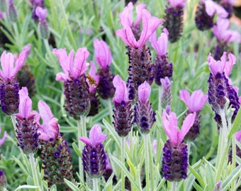 Organic Spanish Lavender Seeds (Castillano lavandula)  Evergreen Woody Perennial Plant Herb Seeds Lavender Flower Seeds